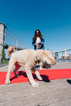 Load image into Gallery viewer, Happy Walking Collar