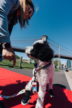 Load image into Gallery viewer, Happy Walking Collar