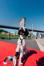 Load image into Gallery viewer, Happy Walking Leash, Collar, & Poop Bag Holder Set