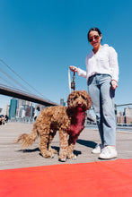 Load image into Gallery viewer, Dancing Fruits Poop Bag Holder + Leash Set