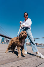 Load image into Gallery viewer, Dancing Fruits Leash, Collar, & Poop Bag Holder Set