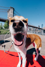 Load image into Gallery viewer, Dancing Fruits Leash