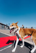 Load image into Gallery viewer, Dancing Fruits Leash