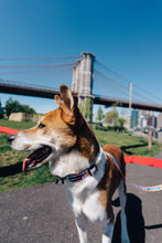 Load image into Gallery viewer, Happy Walking Collar